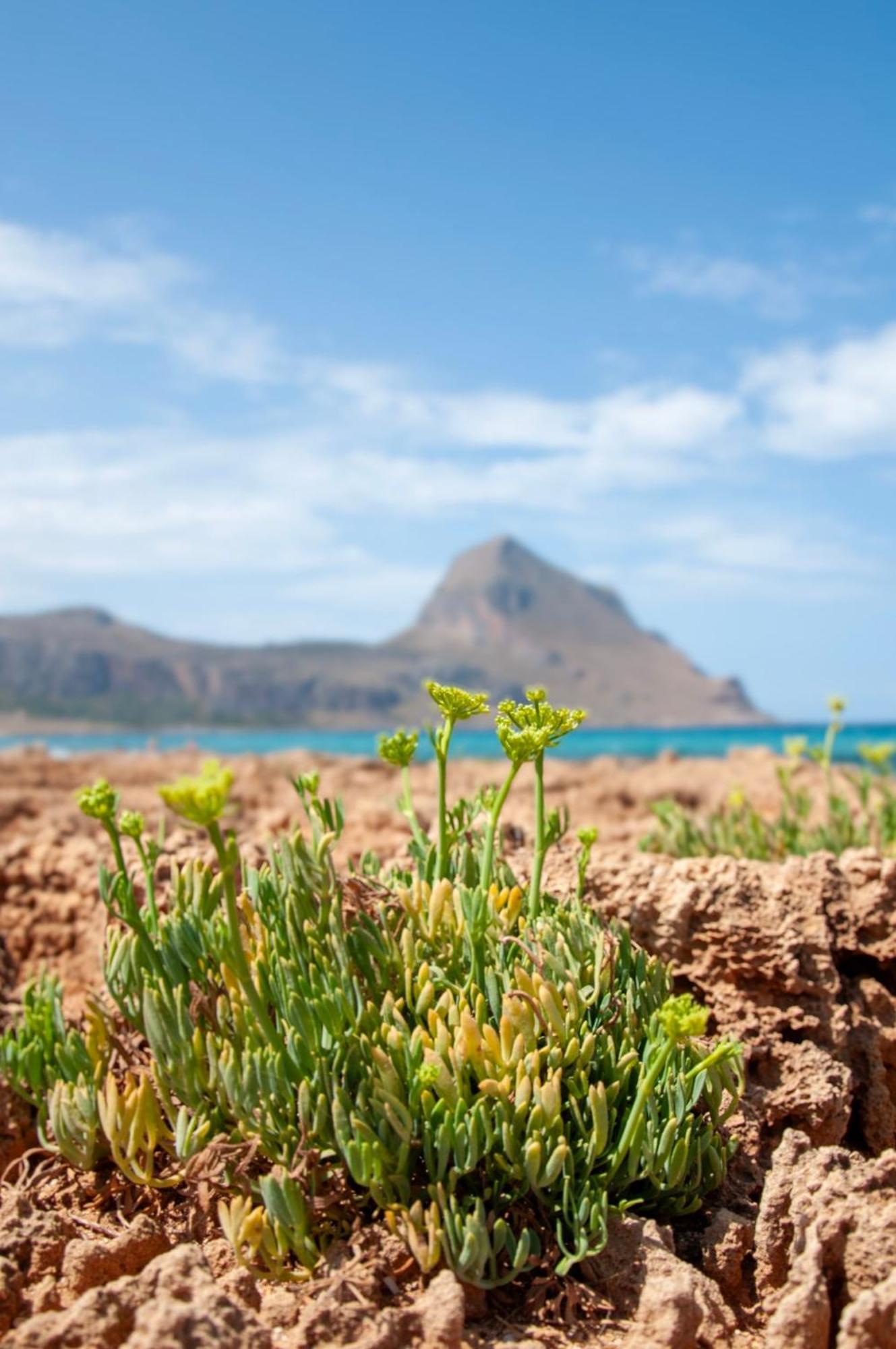 Appartamento Casa Magnolia San Vito Lo Capo Buitenkant foto